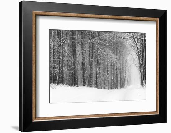 Forest in Winter-Doug Chinnery-Framed Photographic Print