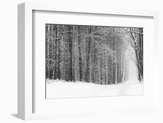 Forest in Winter-Doug Chinnery-Framed Photographic Print