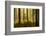 Forest Interior at Dawn, the National Forest, Midlands, UK, Spring 2011-Ben Hall-Framed Photographic Print