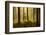 Forest Interior at Dawn, the National Forest, Midlands, UK, Spring 2011-Ben Hall-Framed Photographic Print