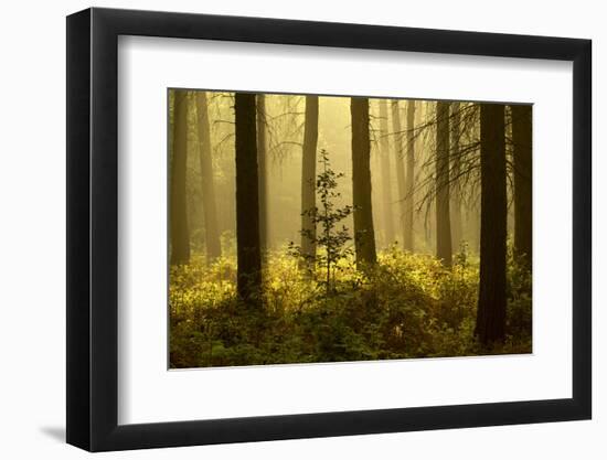 Forest Interior at Dawn, the National Forest, Midlands, UK, Spring 2011-Ben Hall-Framed Photographic Print