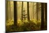 Forest Interior at Dawn, the National Forest, Midlands, UK, Spring 2011-Ben Hall-Mounted Photographic Print