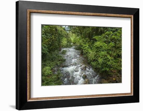 Forest interior. Bwindi Impenetrable Forest. Uganda-Roger De La Harpe-Framed Photographic Print