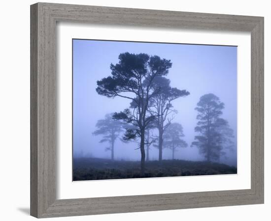 Forest, Jaws, Fog-Thonig-Framed Photographic Print