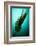 Forest Kelp (Laminaria Hyperborea) Saltstraumen, Bod?, Norway, October 2008-Lundgren-Framed Photographic Print