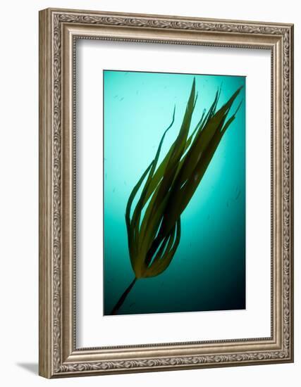 Forest Kelp (Laminaria Hyperborea) Saltstraumen, Bod?, Norway, October 2008-Lundgren-Framed Photographic Print