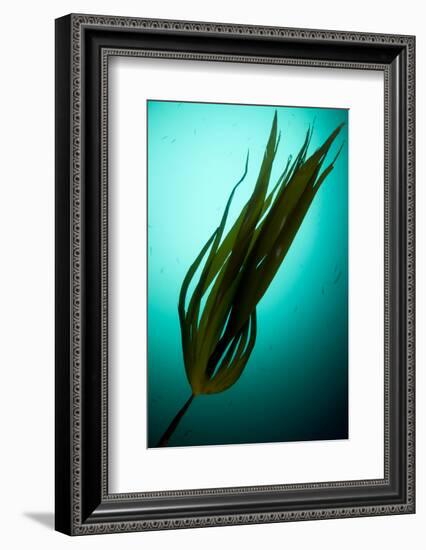 Forest Kelp (Laminaria Hyperborea) Saltstraumen, Bod?, Norway, October 2008-Lundgren-Framed Photographic Print