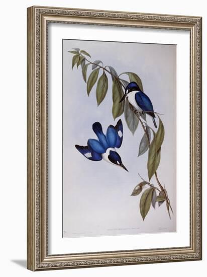 Forest Kingfisher (Halcyon Macleay)-John Gould-Framed Giclee Print