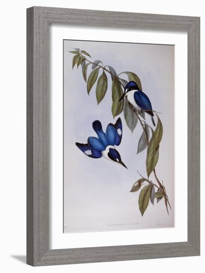 Forest Kingfisher (Halcyon Macleay)-John Gould-Framed Giclee Print