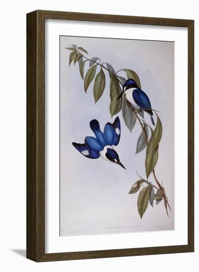 Forest Kingfisher (Halcyon Macleay)-John Gould-Framed Giclee Print