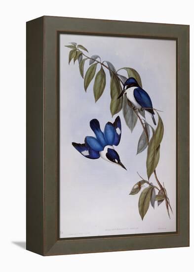 Forest Kingfisher (Halcyon Macleay)-John Gould-Framed Premier Image Canvas