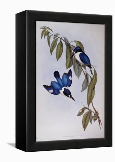 Forest Kingfisher (Halcyon Macleay)-John Gould-Framed Premier Image Canvas