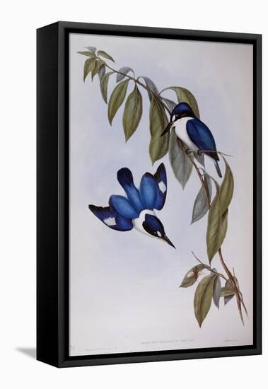 Forest Kingfisher (Halcyon Macleay)-John Gould-Framed Premier Image Canvas