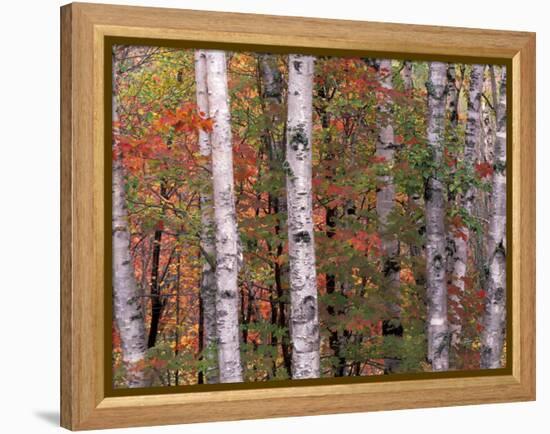 Forest Landscape and Fall Colors, North Shore, Minnesota, USA-Gavriel Jecan-Framed Premier Image Canvas