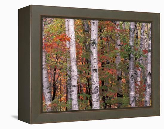 Forest Landscape and Fall Colors, North Shore, Minnesota, USA-Gavriel Jecan-Framed Premier Image Canvas