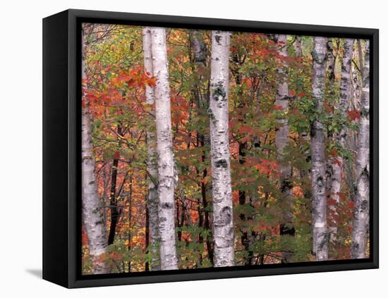 Forest Landscape and Fall Colors, North Shore, Minnesota, USA-Gavriel Jecan-Framed Premier Image Canvas