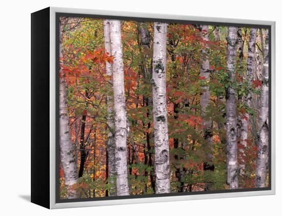 Forest Landscape and Fall Colors, North Shore, Minnesota, USA-Gavriel Jecan-Framed Premier Image Canvas