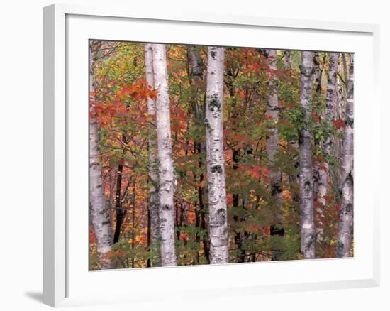 Forest Landscape and Fall Colors, North Shore, Minnesota, USA-Gavriel Jecan-Framed Photographic Print