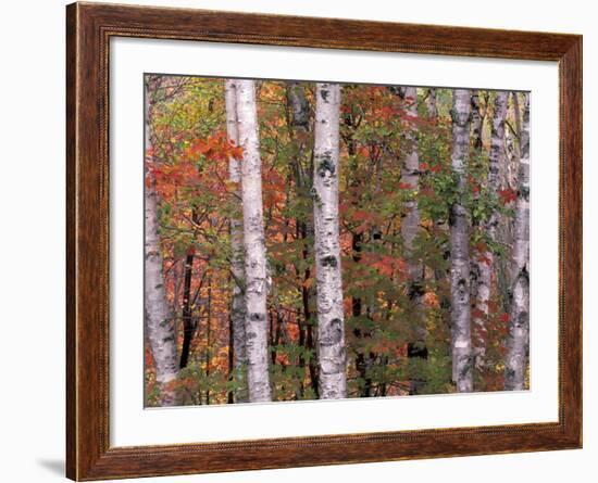 Forest Landscape and Fall Colors, North Shore, Minnesota, USA-Gavriel Jecan-Framed Photographic Print