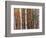 Forest Landscape and Fall Colors, North Shore, Minnesota, USA-Gavriel Jecan-Framed Photographic Print