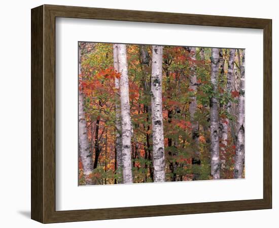 Forest Landscape and Fall Colors, North Shore, Minnesota, USA-Gavriel Jecan-Framed Photographic Print