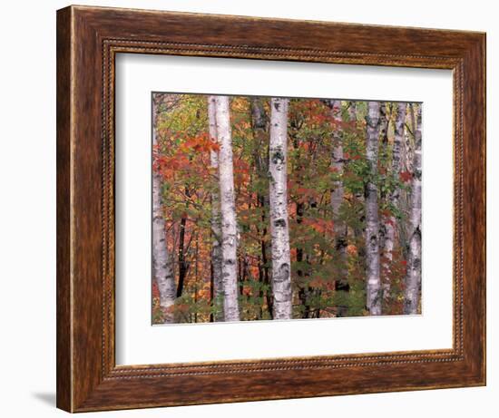 Forest Landscape and Fall Colors, North Shore, Minnesota, USA-Gavriel Jecan-Framed Photographic Print