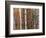 Forest Landscape and Fall Colors, North Shore, Minnesota, USA-Gavriel Jecan-Framed Photographic Print