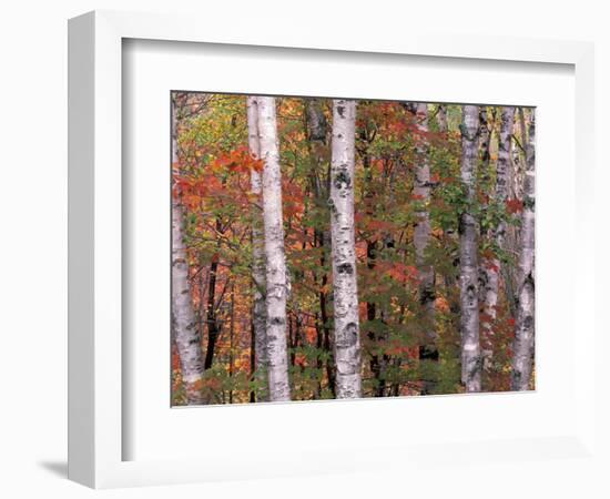 Forest Landscape and Fall Colors, North Shore, Minnesota, USA-Gavriel Jecan-Framed Photographic Print