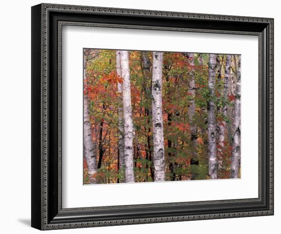 Forest Landscape and Fall Colors, North Shore, Minnesota, USA-Gavriel Jecan-Framed Photographic Print