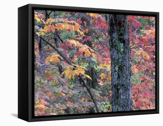 Forest Landscape and Fall Colors on Deciduous Trees, Lake Superior National Forest, Minnesota, USA-Gavriel Jecan-Framed Premier Image Canvas