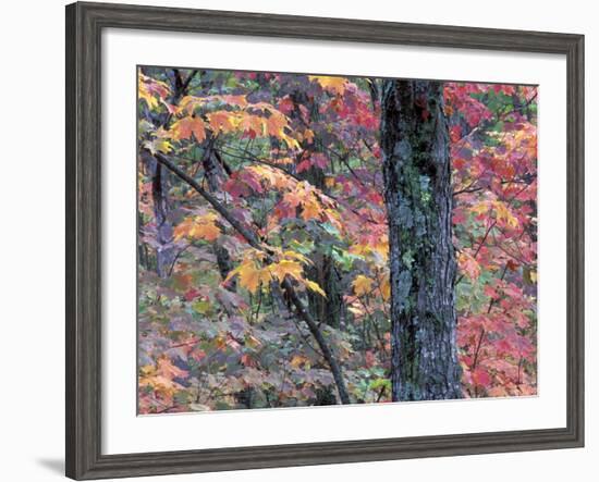 Forest Landscape and Fall Colors on Deciduous Trees, Lake Superior National Forest, Minnesota, USA-Gavriel Jecan-Framed Photographic Print