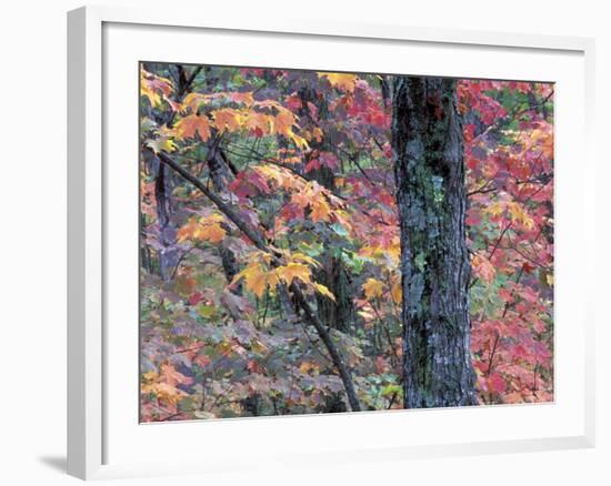 Forest Landscape and Fall Colors on Deciduous Trees, Lake Superior National Forest, Minnesota, USA-Gavriel Jecan-Framed Photographic Print