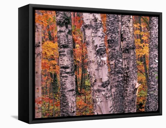 Forest Landscape and Fall Colors on Deciduous Trees, Lake Superior National Forest, Minnesota, USA-Gavriel Jecan-Framed Premier Image Canvas