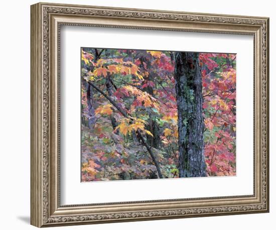 Forest Landscape and Fall Colors on Deciduous Trees, Lake Superior National Forest, Minnesota, USA-Gavriel Jecan-Framed Photographic Print