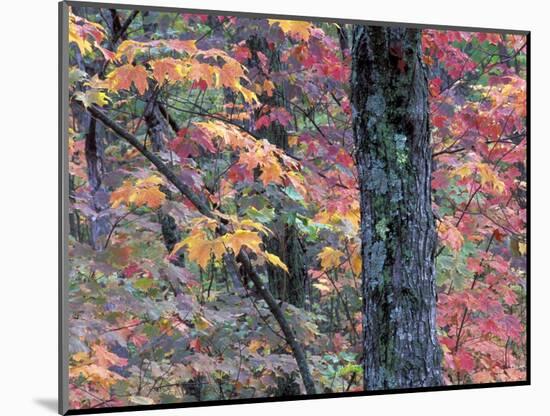 Forest Landscape and Fall Colors on Deciduous Trees, Lake Superior National Forest, Minnesota, USA-Gavriel Jecan-Mounted Photographic Print
