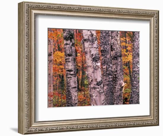 Forest Landscape and Fall Colors on Deciduous Trees, Lake Superior National Forest, Minnesota, USA-Gavriel Jecan-Framed Photographic Print