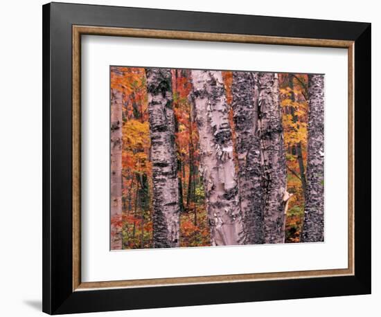 Forest Landscape and Fall Colors on Deciduous Trees, Lake Superior National Forest, Minnesota, USA-Gavriel Jecan-Framed Photographic Print