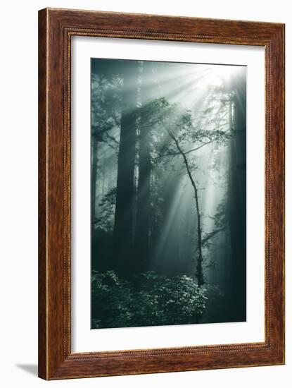 Forest Light, Beams in the Darkness, Redwoods, Northern California-Vincent James-Framed Photographic Print