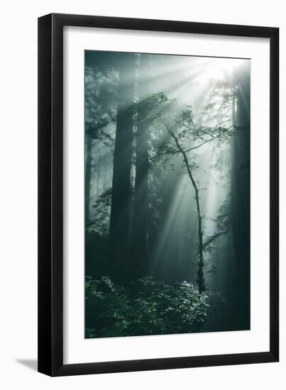 Forest Light, Beams in the Darkness, Redwoods, Northern California-Vincent James-Framed Photographic Print