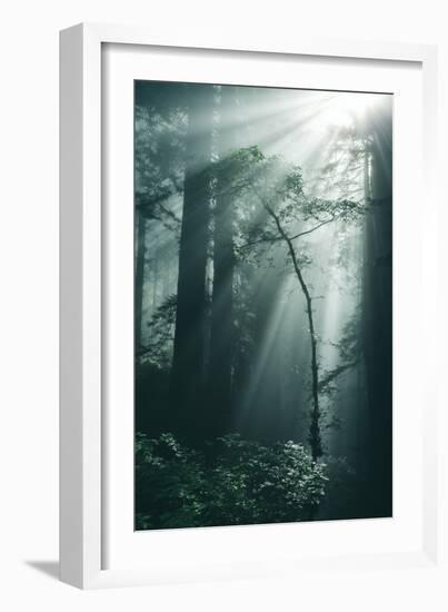 Forest Light, Beams in the Darkness, Redwoods, Northern California-Vincent James-Framed Photographic Print