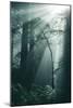 Forest Light, Beams in the Darkness, Redwoods, Northern California-Vincent James-Mounted Photographic Print