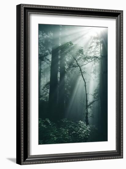 Forest Light, Beams in the Darkness, Redwoods, Northern California-Vincent James-Framed Photographic Print