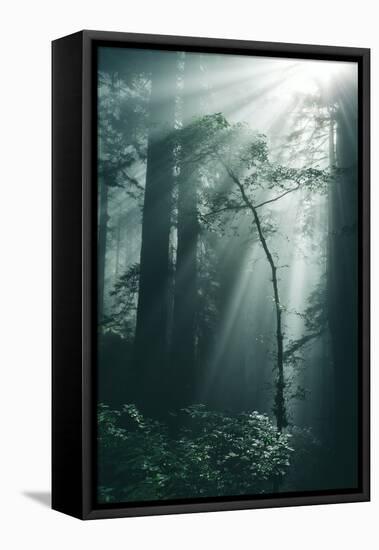 Forest Light, Beams in the Darkness, Redwoods, Northern California-Vincent James-Framed Premier Image Canvas