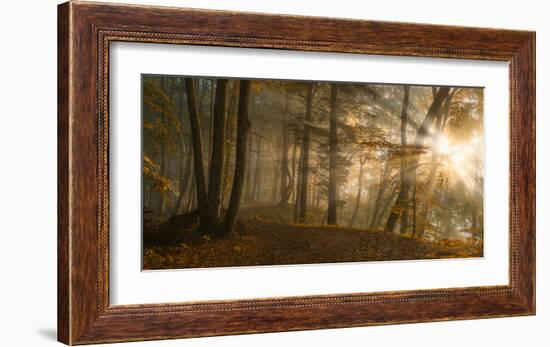 Forest Light-Norbert Maier-Framed Art Print