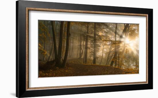 Forest Light-Norbert Maier-Framed Art Print