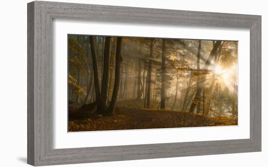 Forest Light-Norbert Maier-Framed Art Print