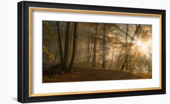 Forest Light-Norbert Maier-Framed Art Print