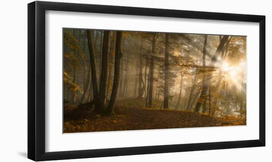 Forest Light-Norbert Maier-Framed Art Print