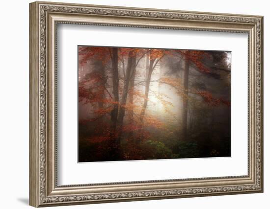 Forest Light-Philippe Sainte-Laudy-Framed Photographic Print