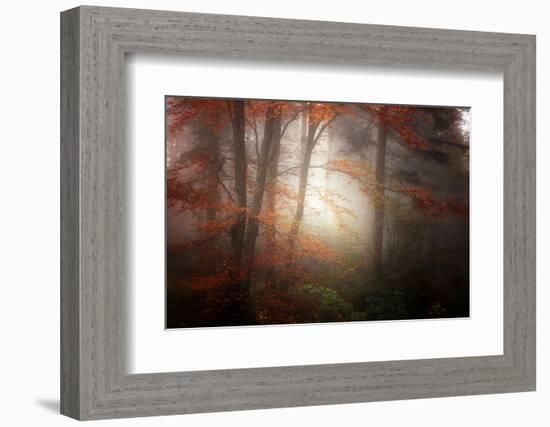 Forest Light-Philippe Sainte-Laudy-Framed Photographic Print